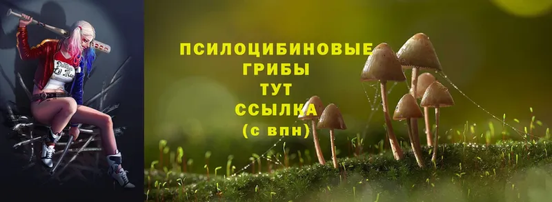 Галлюциногенные грибы Psilocybine cubensis  Кореновск 